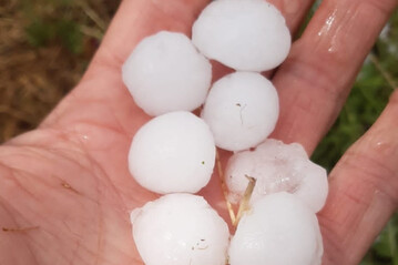 Große Hagelkörner prasselten auf die Kulturen nieder. Betroffen waren nahezu alle Kulturen von Getreide über Kartoffeln und Hülsenfrüchte sowie Obst, Wein und Gemüse.