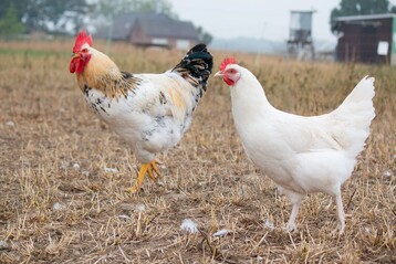 Ginge es nach Demeter und Bioland, ist die Geschlechtsbestimmung im Ei keine L�sung gegen das K�kent�ten. Hahn und Henne sollten beide aufgezogen werden.&nbsp;