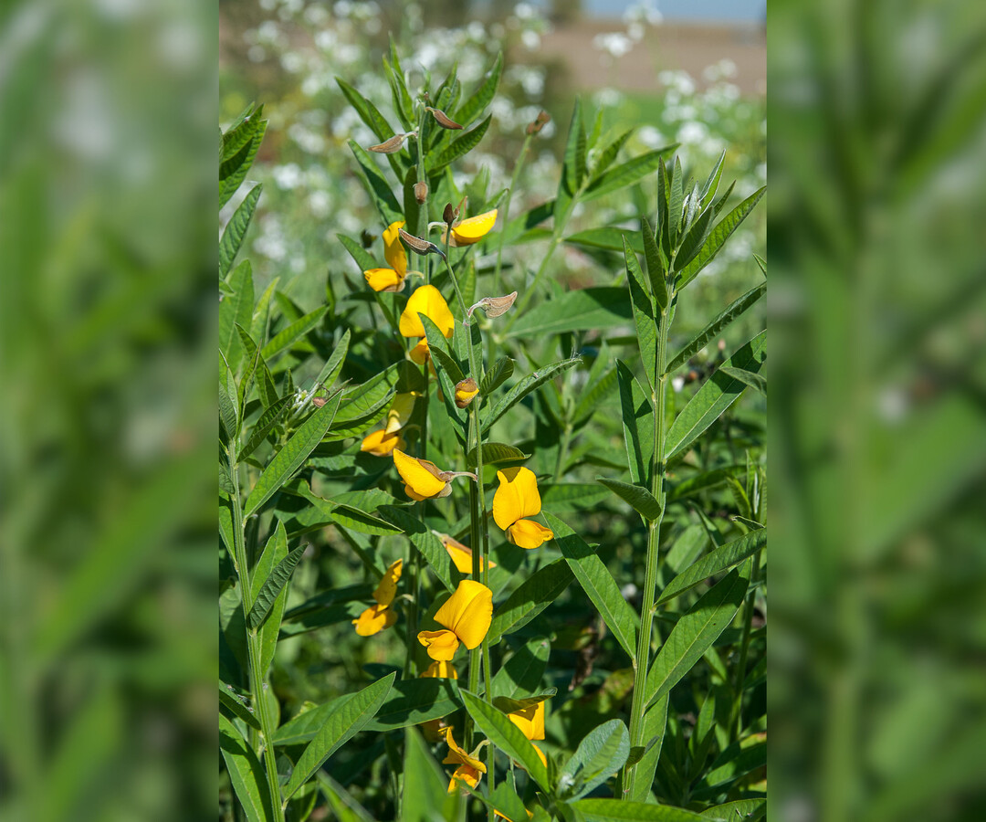 Ostindischer Hanf ist eine Zwischenfrucht die nur auf sehr warmen Standorten angebaut werden sollte.