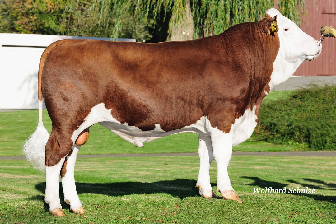 Der Bulle Harun ist einer der komplettesten Haribo-Söhne und besitzt einen GZW von 128.