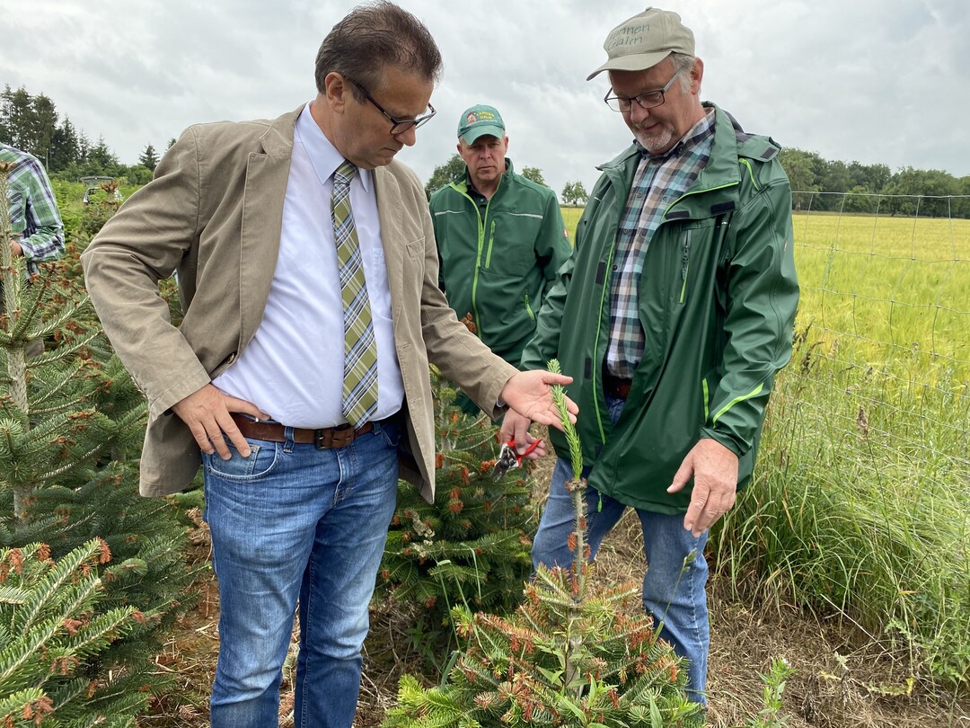 Das größte Problem bei Frostschäden ist, dass aufgrund der vielen erfrorenen Seitentriebe die ganze Energie in der Pflanze in die einzig verbliebene Terminalknospe fließt. Dadurch bekommt der Terminaltrieb im Frostjahr oft eine extreme Länge von bis zu 80 cm, die den Baum unverkäuflich machen.