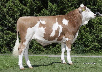 Hayward kann als Hashtag-Sohn von den Änderungen im Fleischwert profitieren und gehört mit einem GZW von 147 zu den höchsten Bullen der Rasse.