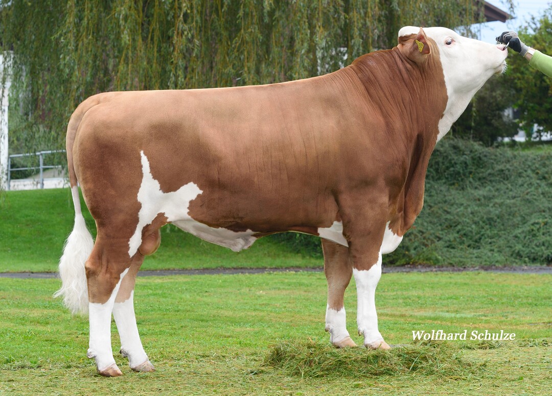 Hazaro ist derzeit der einzig verf�gbare Hazard-Sohn. Der Bulle ist nun besser verf�gbar.  