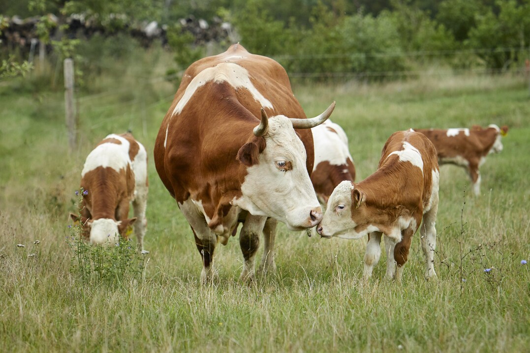Die Kuhfamilienzucht soll f�r mehr Tierwohl und
bessere Nachhaltigkeit in der Tierhaltung sorgen.  