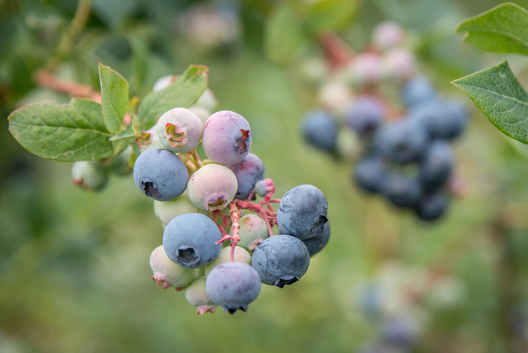 Die Beerenobst-Fachleute der LWK rechnen bei Heidelbeeren in diesem Jahr mit einer guten Fruchtqualität und einer guten Erntemenge.