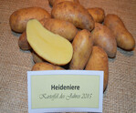 Die „Heideniere“ ist die letzte deutsche Salatkartoffelzüchtung und „Kartoffel des Jahres“ 2015.