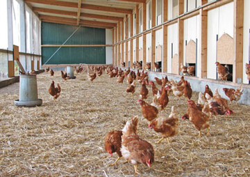 F�r Ackerbaubetriebe mit �kologischer Wirtschaftsweise k�nnte die Bioeier-Erzeugung eine interessante Erg�nzung sein.