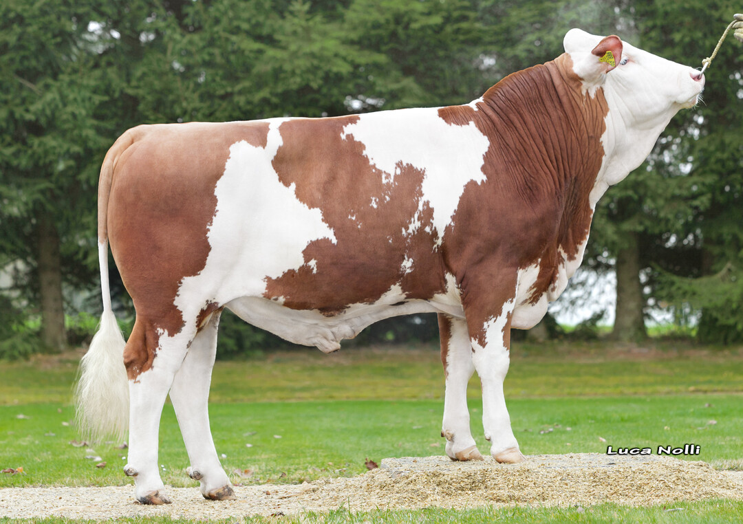 Hermes ist ein hoher Herzschlag-Sohn aus der Heidi-Familie von Alfred Berger, Mieterkingen.
