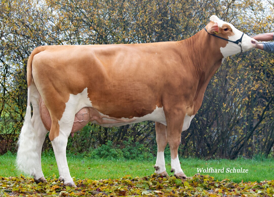 Hermine, von Herzschlag ist die Mutter des Hoeri-Sohnes Honest. Der Bulle wurde von der Helmle GbR in Rainau gez�chtet.