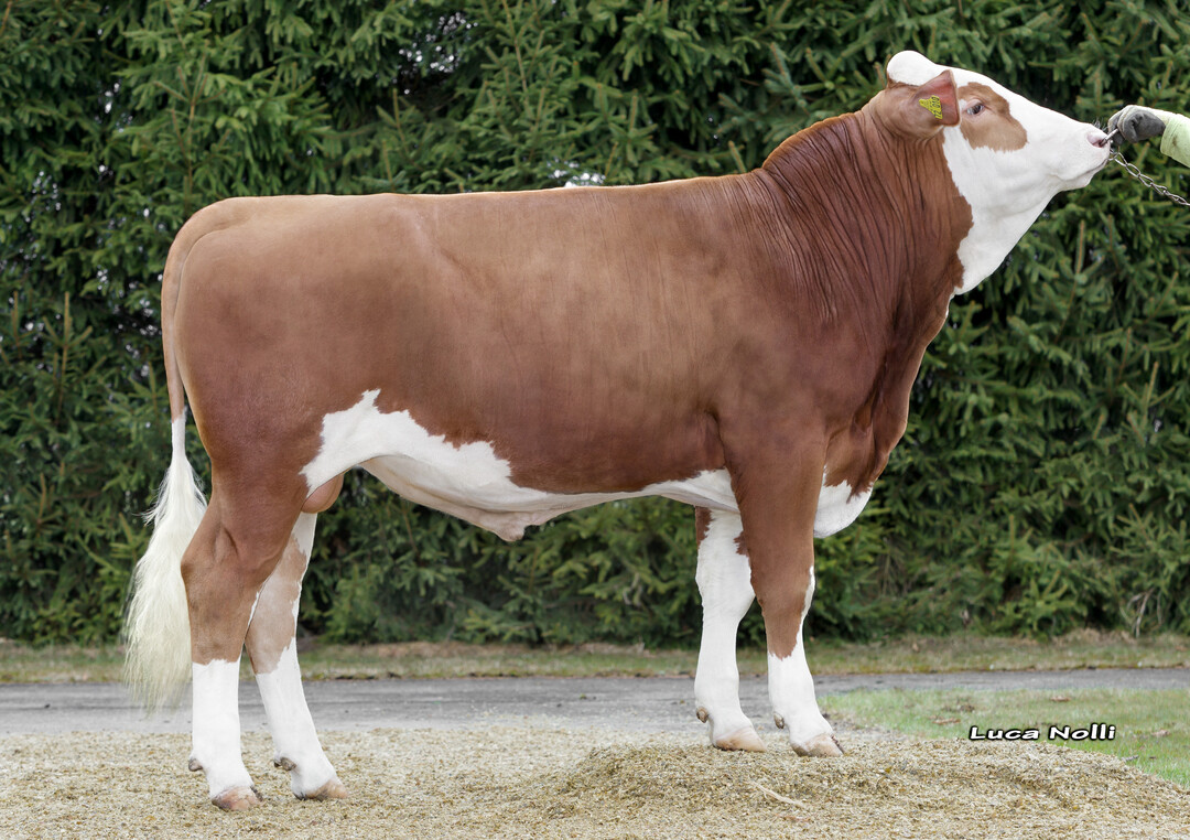 Der Bulle Herzau aus der Zucht von Martin Dengler in Faurndau ist einer der besten Eutervererber der Rasse. 