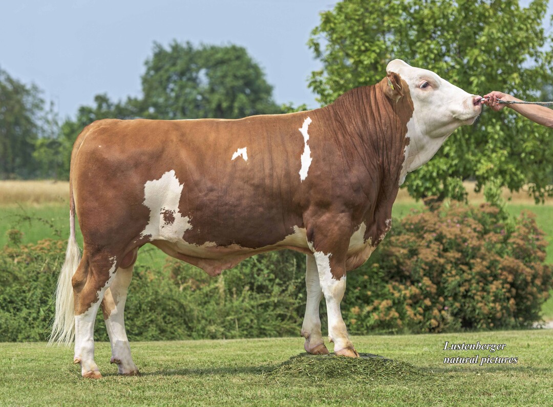 Der Bulle Herzschlag ist augenblicklich der höchste verfügbare Hutera-Sohn und gleichzeitig internationaler Bullenvater