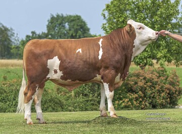 Der Bulle Herzschlag ist augenblicklich der höchste verfügbare Hutera-Sohn und gleichzeitig internationaler Bullenvater