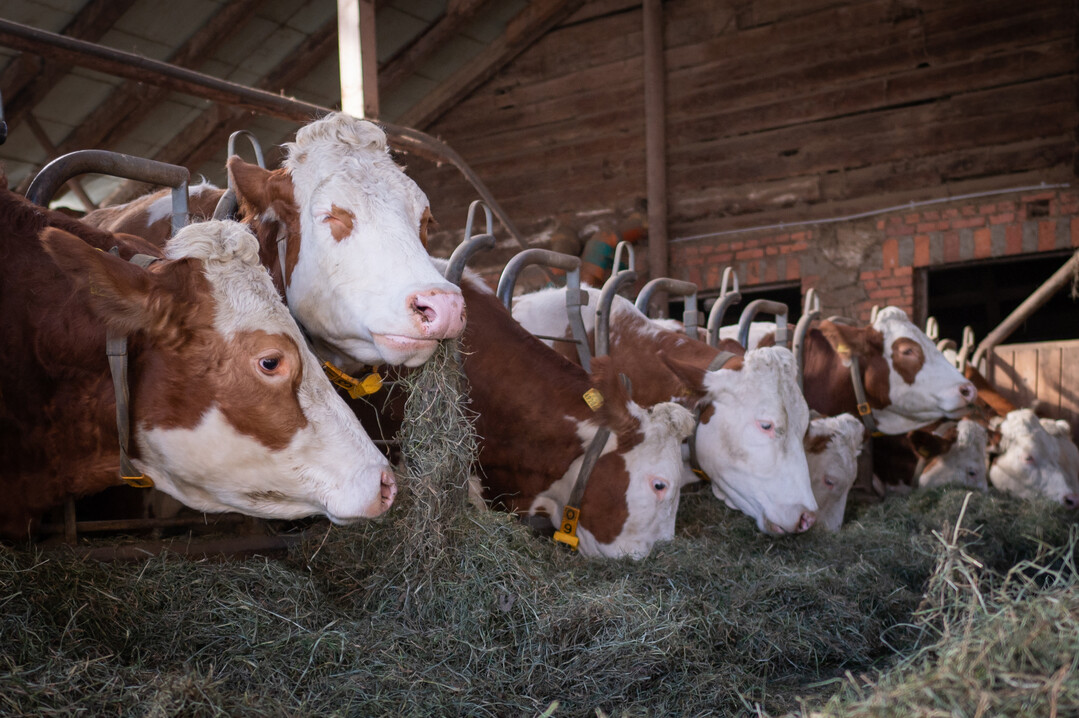 Nach monatelanger Frischgrasf�tterung erhalten die Heumilch-K�he nun wieder hochwertiges Heu.&nbsp;