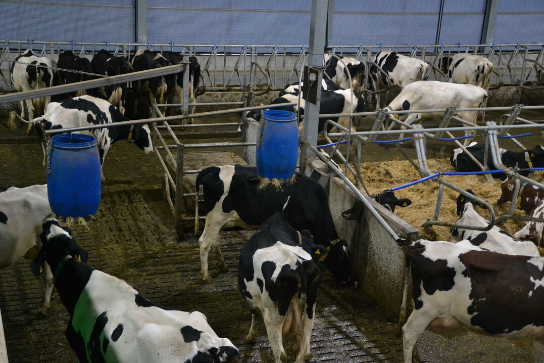 Ein Heukraussell fördert die Beschäftigung der Kühe.