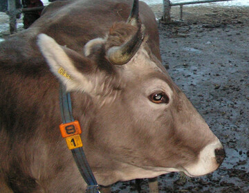 Bei den Heumilchbauern wird das Futter knapp. Sie hoffen auf einen regenreichen Winter und ein fr�hes Fr�hjahr.