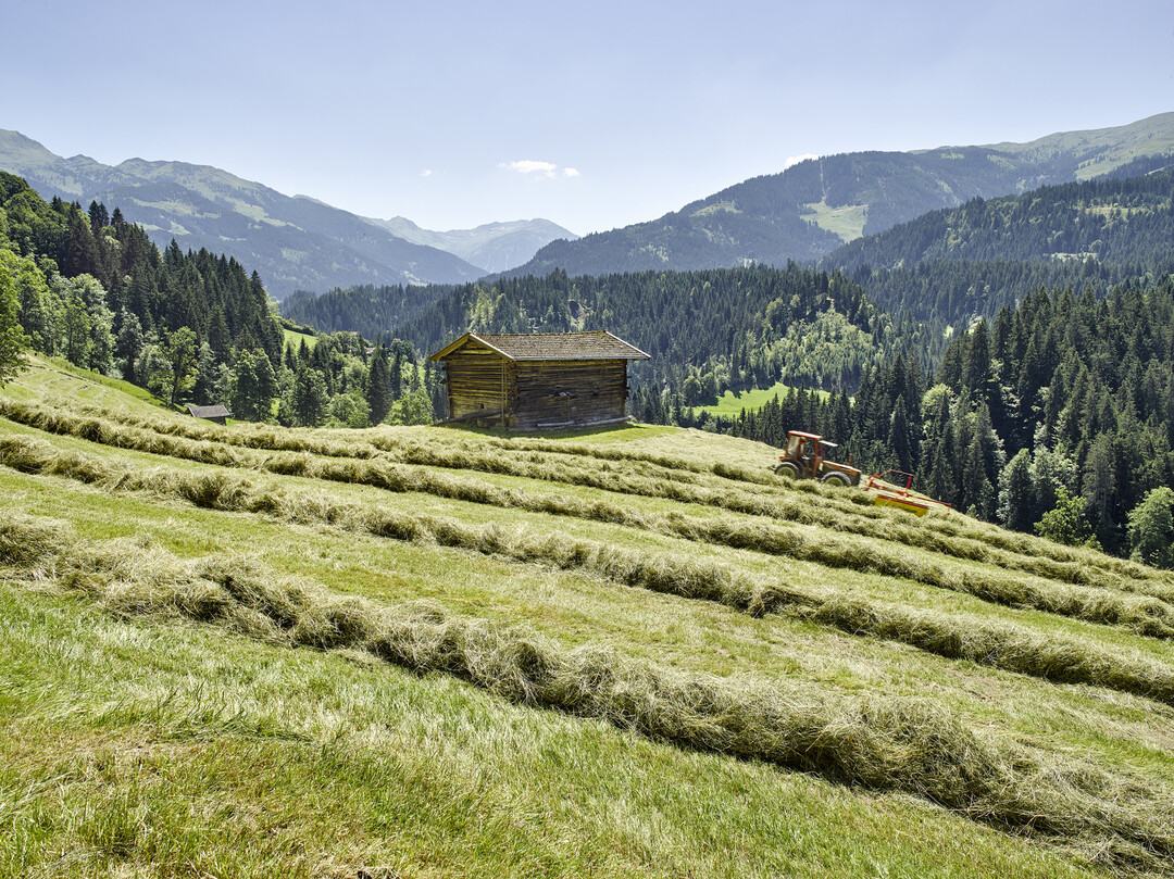Heuwirtschaft tr�gt zum Erhalt von Dauergr�nland bei und leistet damit einen Beitrag zum Schutz des �kosystems.&nbsp;