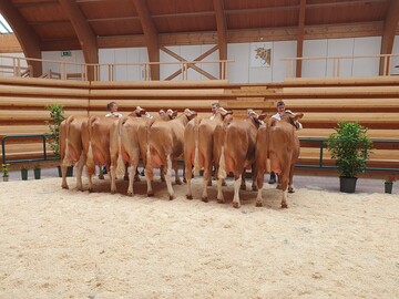 Leistungs- und fundamentstark: Eine Nachzuchtgruppe des Vererbers Hilfinger hat bereits überzeugt.