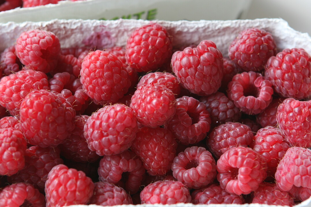 Der Anbau von Himbeeren verlagert sich zusehends vom Freiland in gesch�tzte Tunnel. 