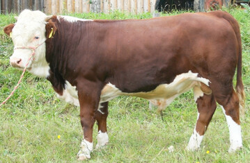 An der Spitze der sechs Mutterkuhbullen lief Silbenie aus der Zucht von Ewald Kiefer aus Fr�hnd-Ittenschwand. Er ist mit 8 in B und 7 in AE der Ausnahmebulle der Versteigerung. Zum Preis von 2.050 � erhielt ein Neuz�chter aus Niedersachsen nach einem langen Duell den Zuschlag.