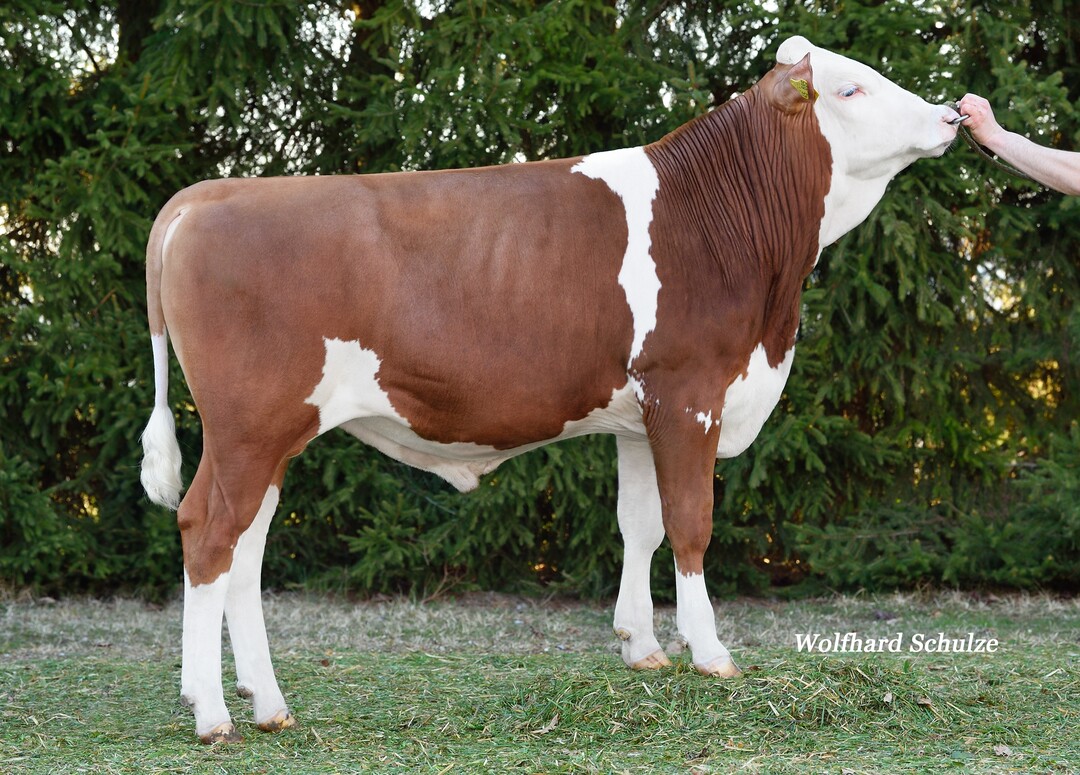   Hiroto ist einer der h�chsten Neueinsteiger der Zuchtwertsch�tzung. Der Bulle wurde von Eckhard Sperr in B�lgental gez�chtet.