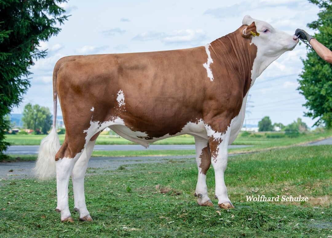 Hitachi ist ein Hiroto Sohn aus der K-Familie von Alfred Berger in Mieterkingen, der bei ansprechender Milchmenge beste Euter erwarten lässt