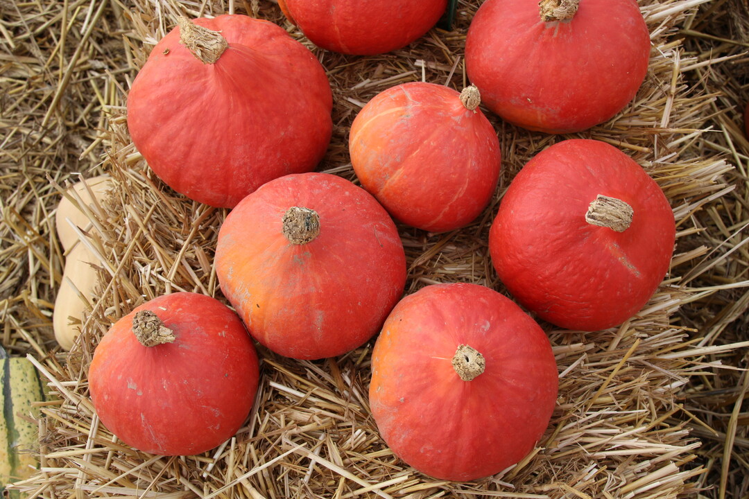 Hokkaidokürbis Kaori Kuri von Enza Zaden punktet mit sehr langer Haltbarkeit und einfachem Handling im Lebensmitteleinzelhandel dank flacher Unterseite.