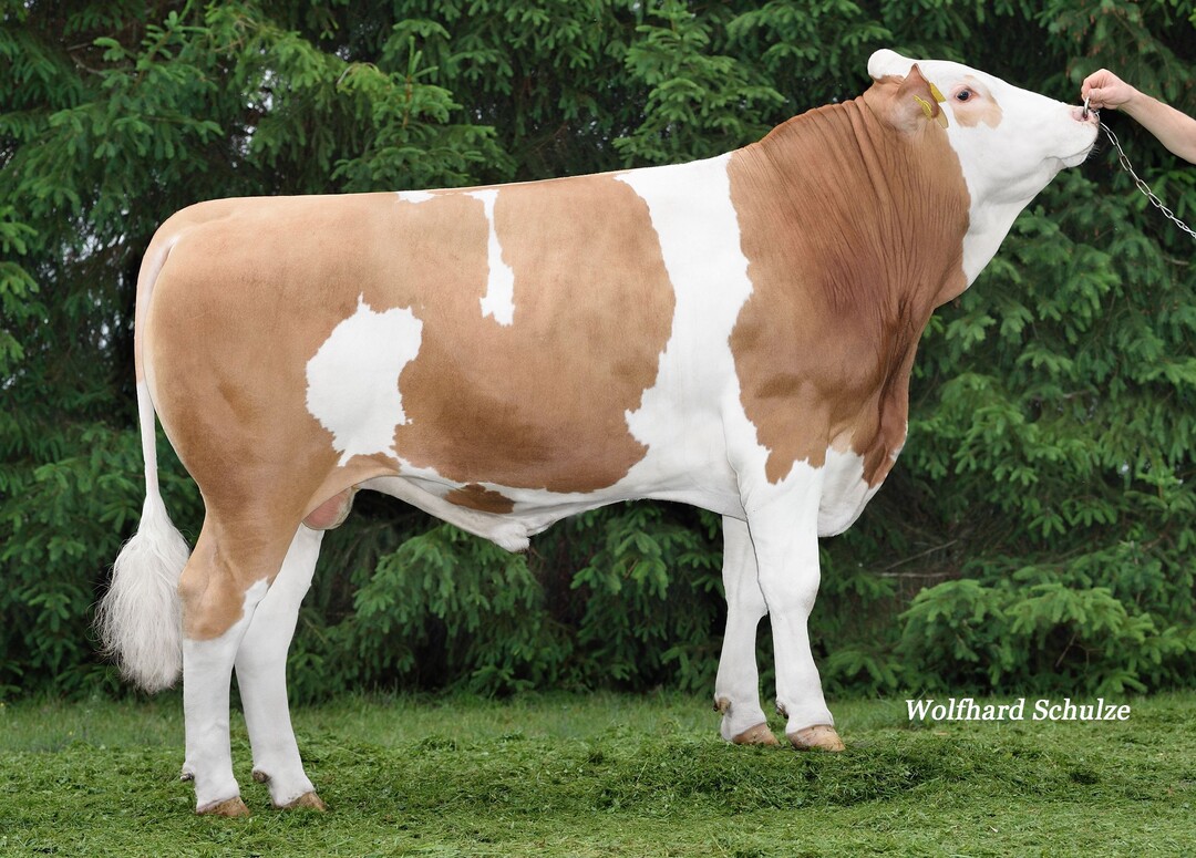 Holowitz ist einer der h�chsten Leistungsvererber der Rasse. Der Bullen wird nun verf�gbar.