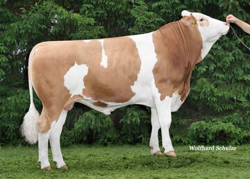 Holowitz ist einer der höchsten Leistungsvererber der Rasse. Der Bullen wird nun verfügbar.