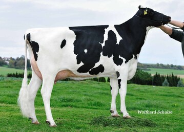 Die Mango-Tochter Linda stammt aus der Zucht von Manfred Erthle in Ulm-Eggingen