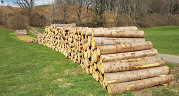  Die Fichte steht durch den Klimawandel extrem unter Druck. Gleichzeitig verteuert und verz�gert eine insgesamt mangelnde Verf�gbarkeit von Holz viele Bauprojekte. Auch f�r die Wirtschaft k�nnten wichtige Holzverpackungen und Paletten knapp werden. Das Bild zeigt zum Abtransport hergerichtete Fichtenst�mme aus K�ferholz in Oberschwaben. Dieses Holz k�nnte unter anderen f�r die Palettenherstellung herangezogen werden. In der Region Oberschwaben wird derzeit so ziemlich jedes Holz gut nachgefragt und verkauft. Die Preise im Leitsortiment (Fichte) sind f�r gute Qualit�ten auf 90 Euro pro fm gestiegen. 