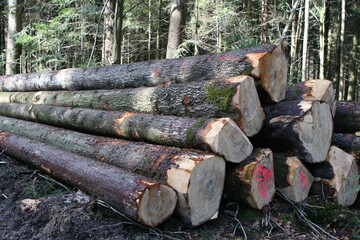 Das Land zieht sich vollst�ndig aus dem Holzverkauf im Privat- und Kommunalwald zur�ck. Forstbetriebsgemeinschaften, kommunale Holzverkaufsstellen, Genossenschaften oder auch private Dienstleister sollen die L�cke schlie�en.