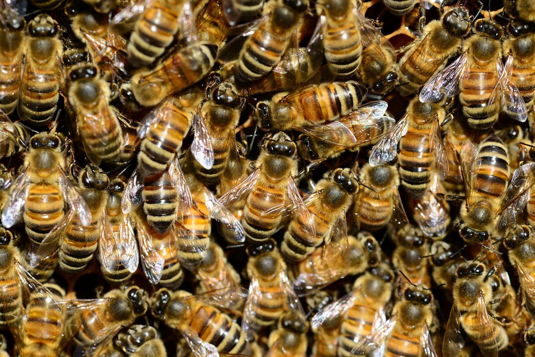 Bienen sind wertvolle Best�uber. Eine Herausforderung ist die �koimkerei, da hier ein sehr hoher Anteil �kologisch bewirtschafteter Fl�chen im Flugradius der Bienen liegen muss.