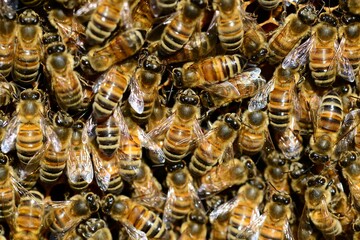 Bienen sind wertvolle Best�uber. Eine Herausforderung ist die �koimkerei, da hier ein sehr hoher Anteil �kologisch bewirtschafteter Fl�chen im Flugradius der Bienen liegen muss.