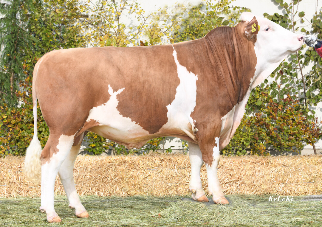 Hooligan ist ein leistungsstarker Herzschlag-Sohn, der auf Waban zur�ck geht und mit einem GZW von 137 in den Einsatz kommt.