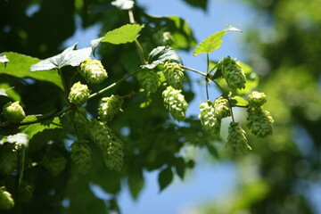 Die Qualit�t stimmt, die Menge weniger. So zumindest lautet das Ergebnis der Prognose f�r die diesj�hrige Hopfenernte. 