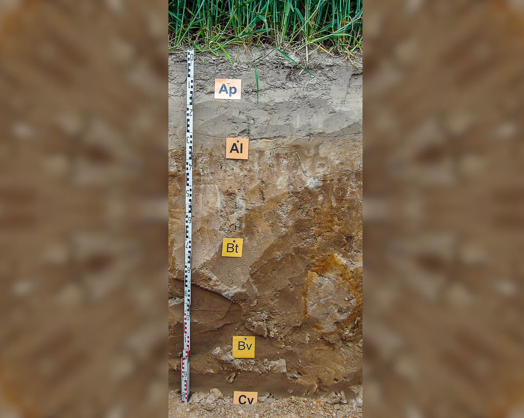 Parabraunerden gehören zu den weltweit besten Ackerbaustandorten.