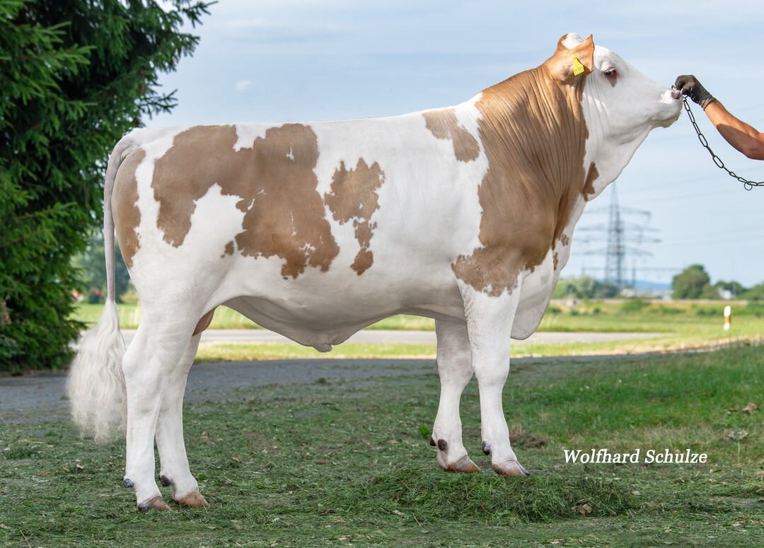 Hornet ist ein ausgefallener Hokuspokus-Sohn, der auf Vollgenial zurückgeht und durch positive Inhaltsstoffe überzeugen kann.