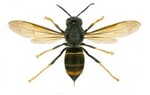 Vespa velutina nigrithorax