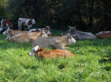 Rinder auf der Weide
