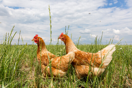 H�hner auf Freifl�che