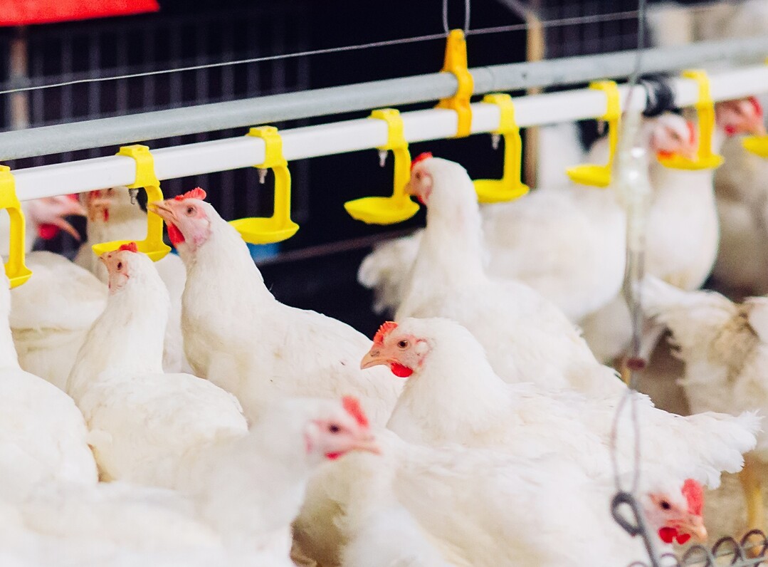 Eine wirksame Schutzimpfung gegen Avi�re Influenza f�r Nutzgefl�gel ist f�r diese Grippesaison nicht in Sicht.