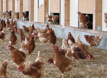 Hühner dürfen wegen der Vogelgrippe vielerorts nicht mehr ins Freie. In den betroffenen Gebieten gilt eine Aufstallungspflicht. Stand 20. Februar haben insgesamt zehn Landkreise im Verbreitungsgebiet des Landesbauernverbandes Allgemeinverfügungen erlassen, nach denen eine Stallpflicht für Geflügelhaltungen vorläufig in der Regel bis zum 31. März vorgesehen ist.