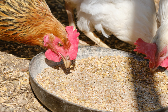 Der Ukrainekrieg und die Gefl�gelpest wirken sich auf die Gefl�gelfuttermittelproduktion aus.