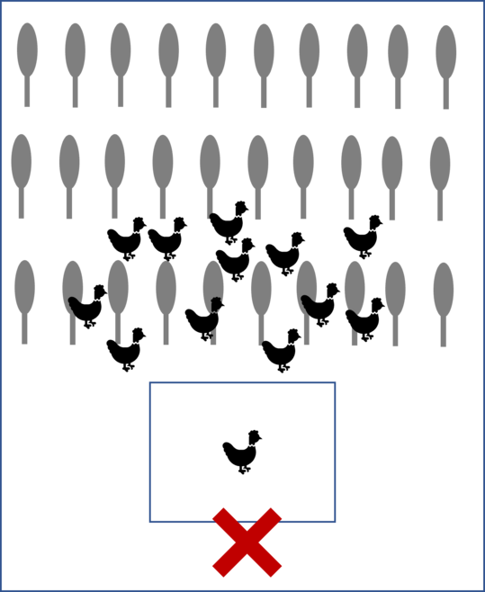 Quer verlaufende Baumreihen verleiten die Tiere nicht dazu, sich weiter zu verteilen als bis zur ersten Reihe.