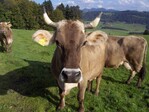 Kuh im Allgäu