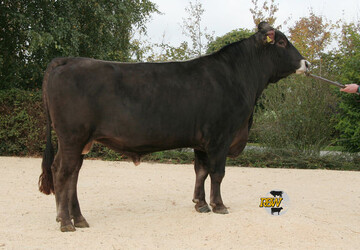 Potenzial: Mit einem GZW von 130 rangiert der Huray-Sohn Hulk auf Platz sechs der Topliste. Er vererbt plus 1138 Kilo Milch. 