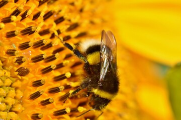 Auch Hummeln sind effiziente Best�uber und m�ssen beim Pflanzenschutz im Raps ber�cksichtigt werden.