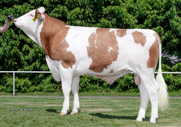 Husam ist einer der komplettesten Hurly-S�hne. Er wurde in der H�cker GbR in Gussenstadt gez�chtet.