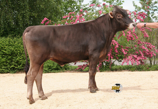 Husold f�hrt mit einem Gesamtzuchtwert (GZW) von 138 die aktuelle Spitzenliste an. 