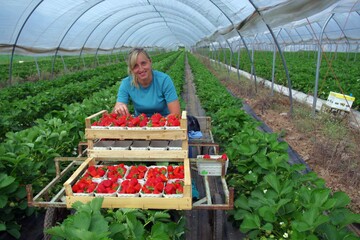 Erfahrene Erntehelferin: Die Polin Josefa Marek arbeitet seit 15 Jahren f�r den Erdbeerlandwirt Martin Ziegler in Oberkirch. Mit ihrer Erfahrung kann sie den Einsatz der �brigen Hilfskr�fte leiten.